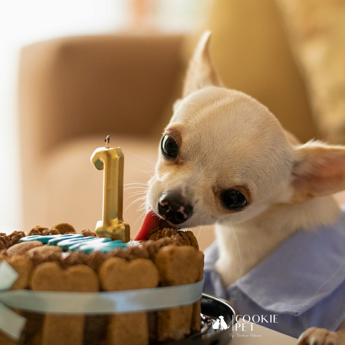 Perder la paciencia clérigo Hundimiento Hay un boom en venta de tortas para mascotas para festejos de sus  cumpleaños - Día a Día