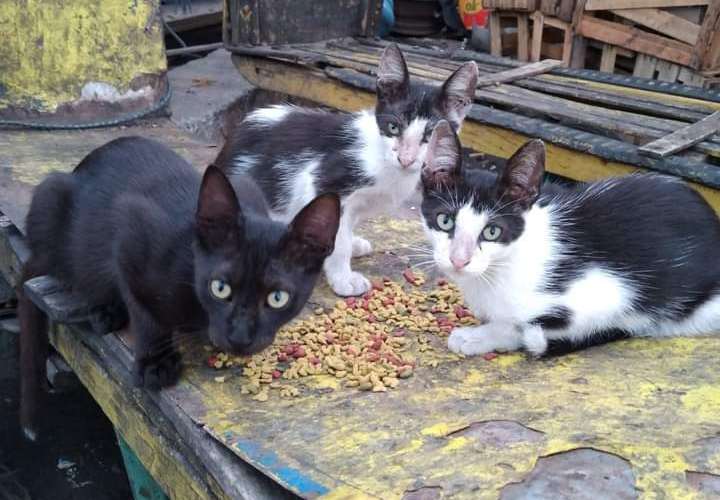 Algunas personas acercan comida a los gatos callejeros. (Foto Patitas Felices).