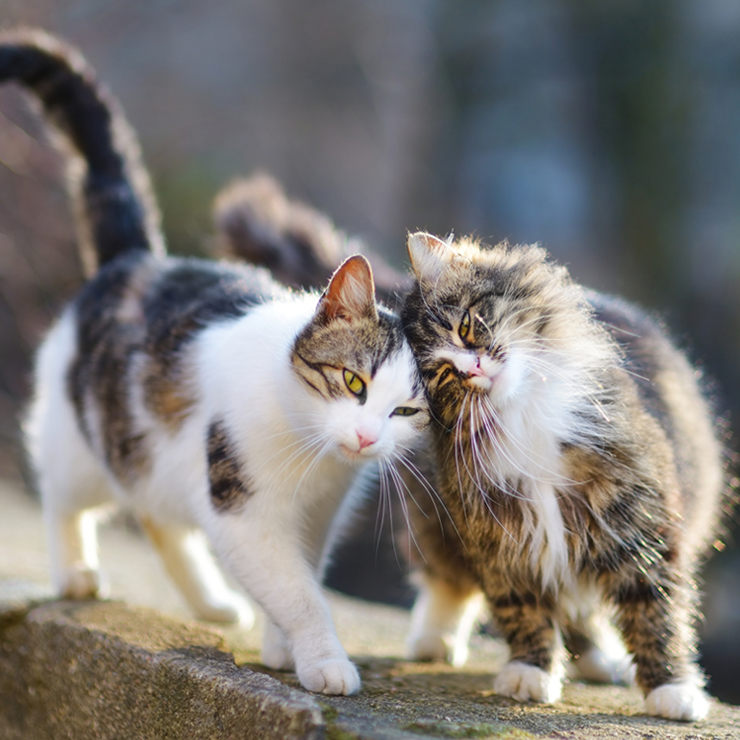 ¿cómo Acompañar A Tu Gata Cuando Está En Celo Día A Día